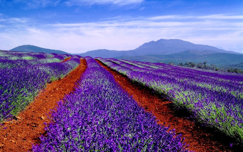 Lavender Fields in Bloom — Purple