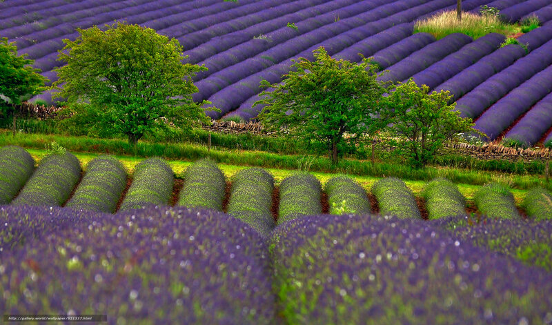 Lavender fields in bloom