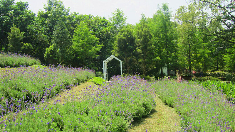 Lavender Fields in Garden