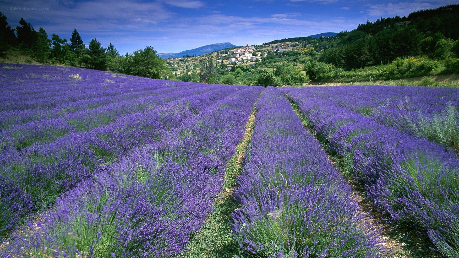 Lavender fields in Provence