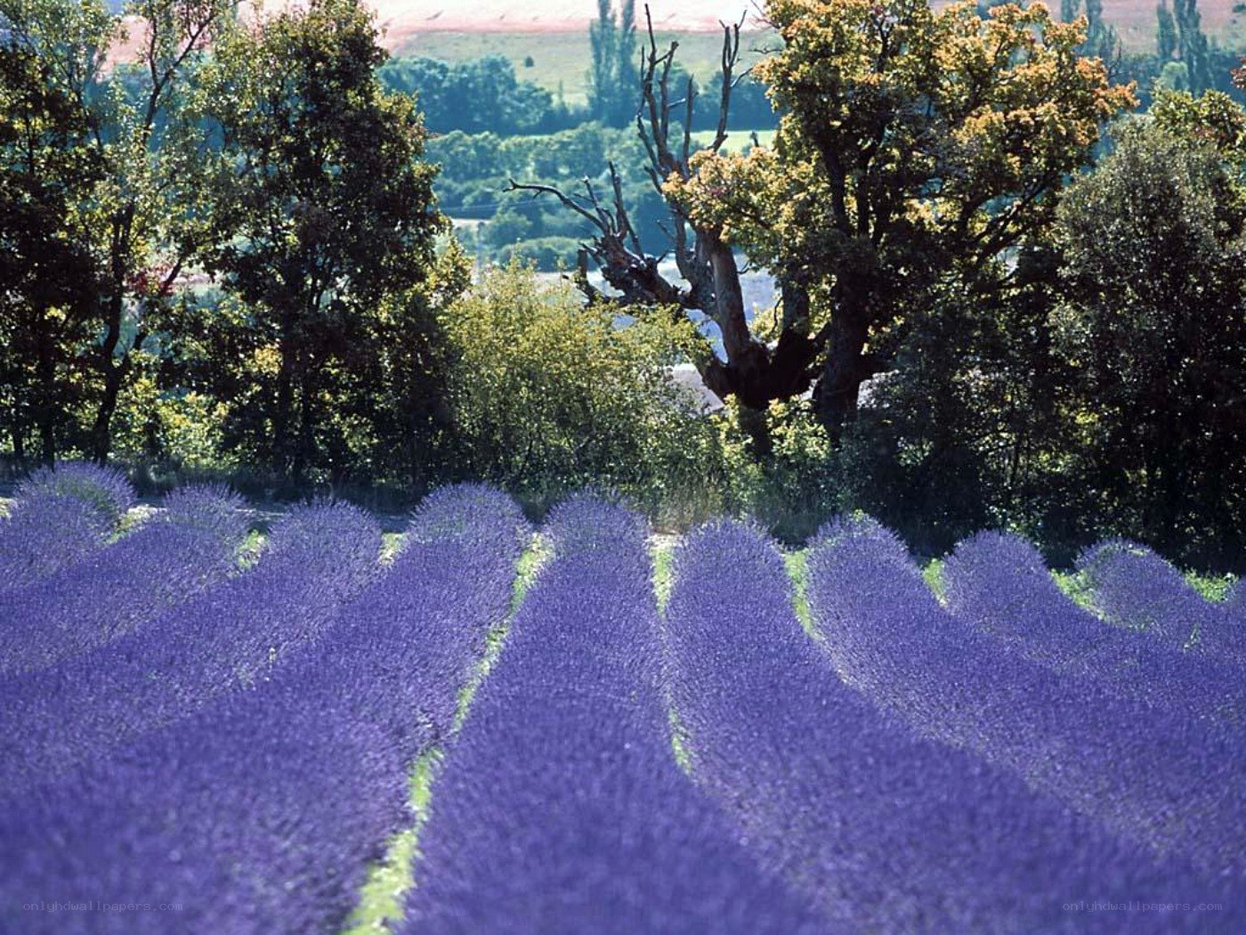 Lavender fields in Provence