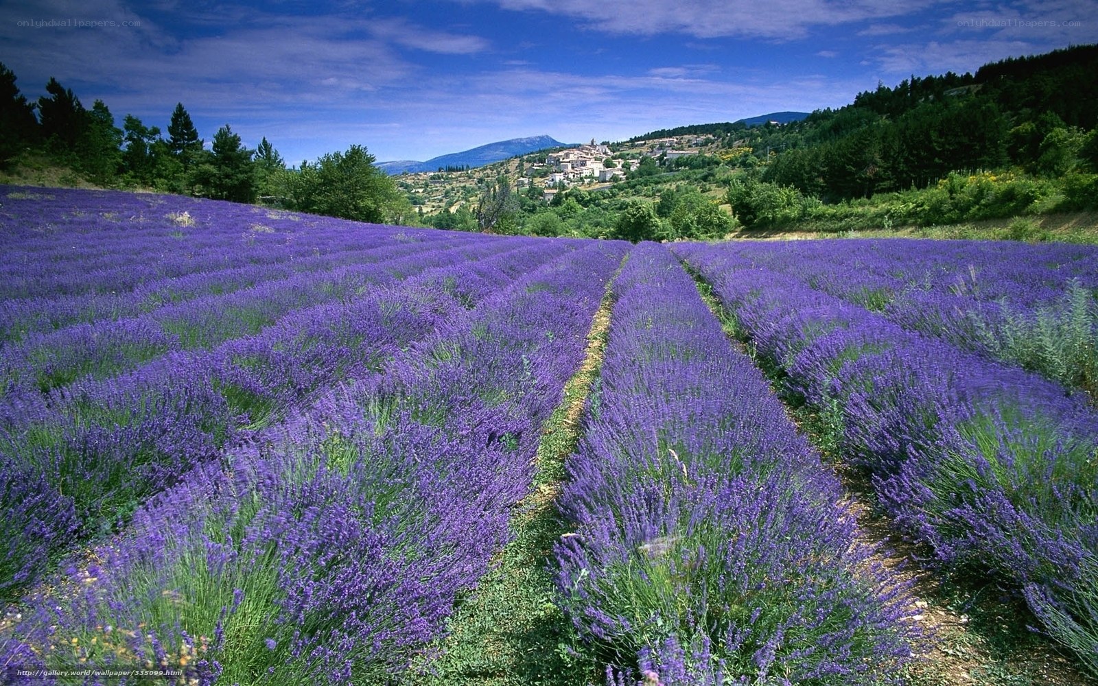 Lavender fields in Provence