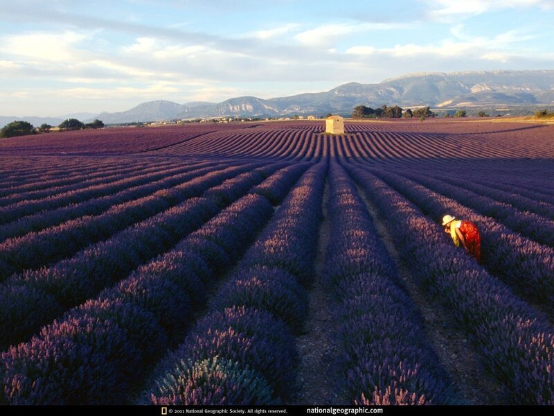 Lavender fields in Provence