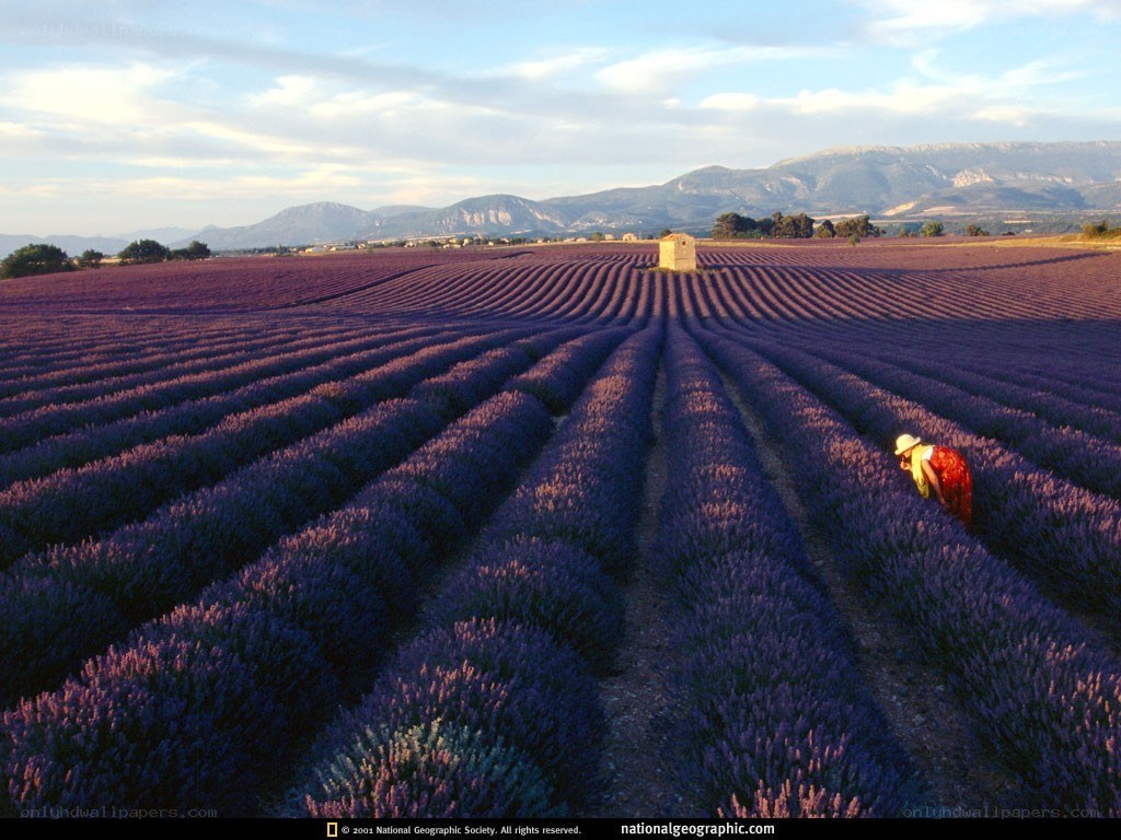 Lavender fields in Provence