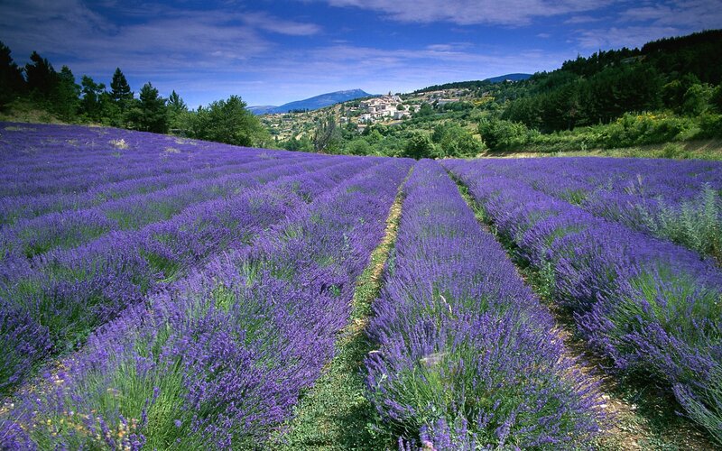 Lavender fields in Provence