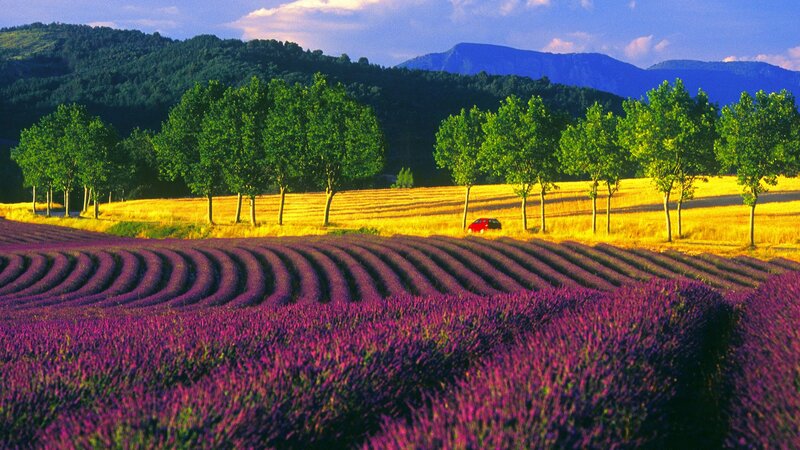 Lavender fields in Provence