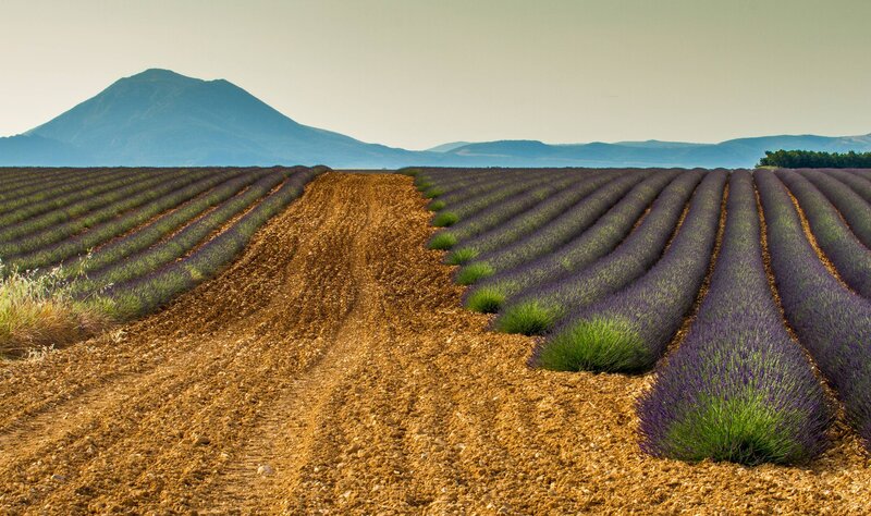 Lavender Fields in Provence — Purple, Serene, Afternoon