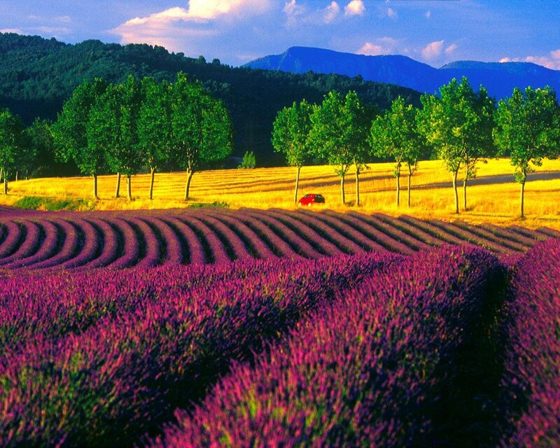 Lavender Fields in Provence — Purple