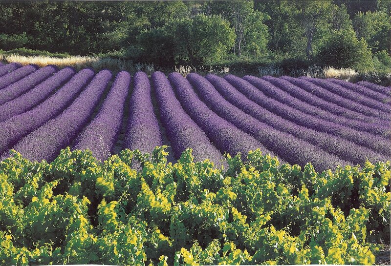 Lavender Fields in Rows — Purple, Serene, Afternoon