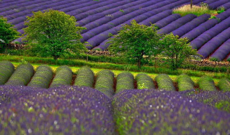 Lavender Fields in Rows — Purple, Serene, Summer