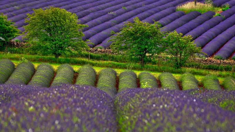 Lavender Fields in Rows — Purple