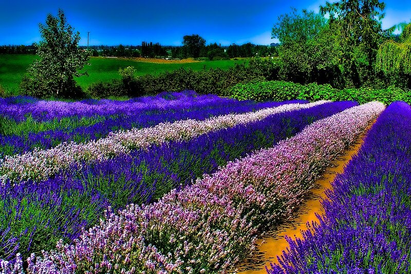Lavender Fields in Rows