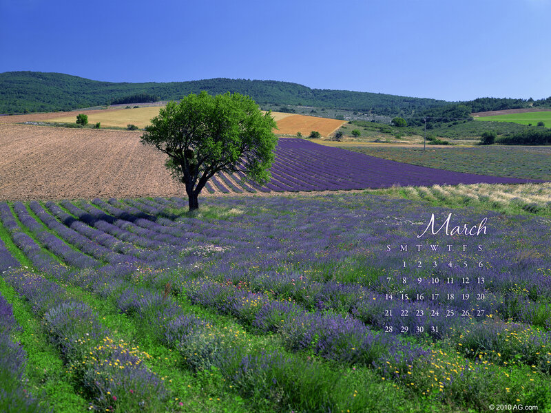 Lavender fields in spring