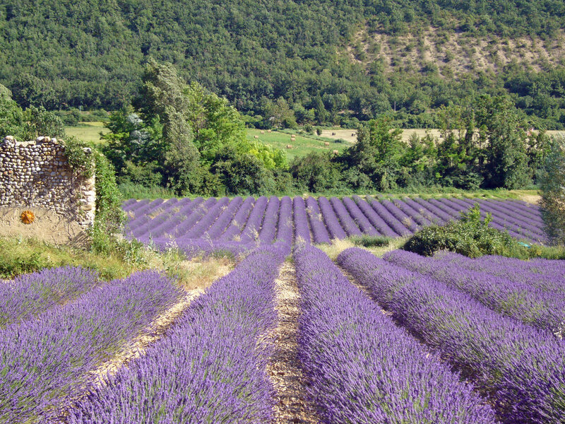 Lavender Fields in Valley — Purple, Serene, Afternoon, Photograph, Stone Wall
