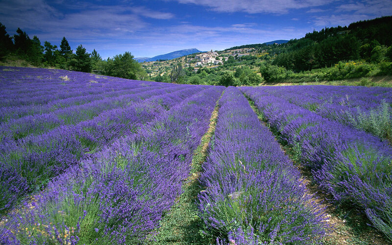 Lavender Fields in Valley — Purple, Serene, Afternoon, Photograph, Village