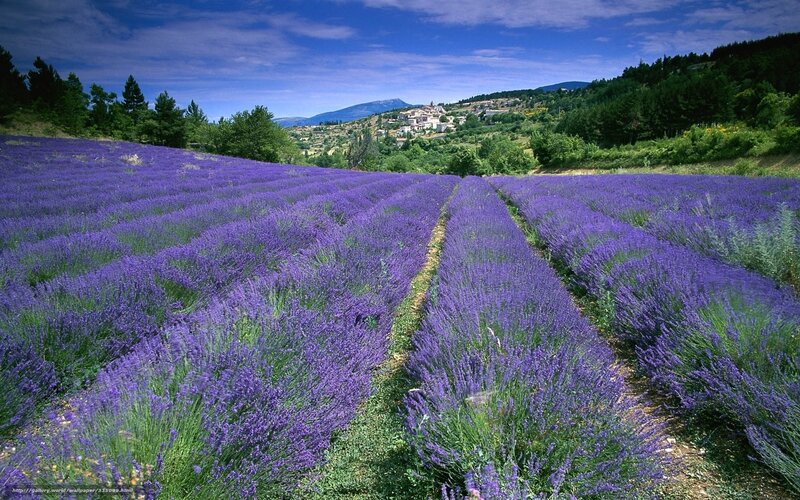 Lavender Fields in Valley — Purple, Serene, Afternoon