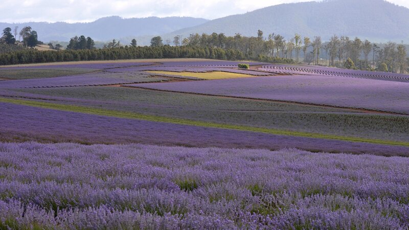 Lavender Fields in Valley — Purple, Serene, Morning