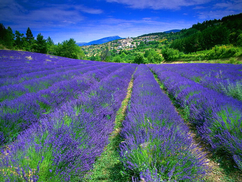 Lavender Fields in Valley — Purple, Serene
