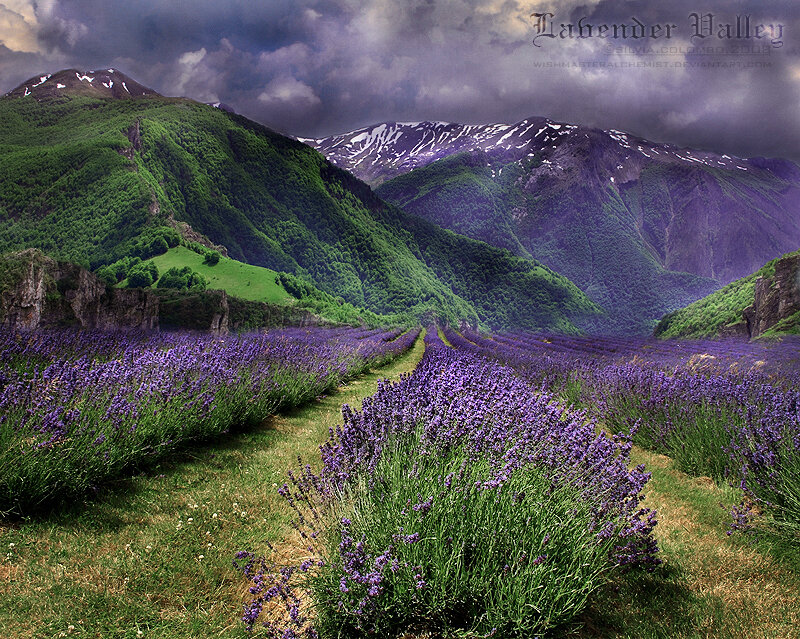 Lavender Fields in Valley — Purple