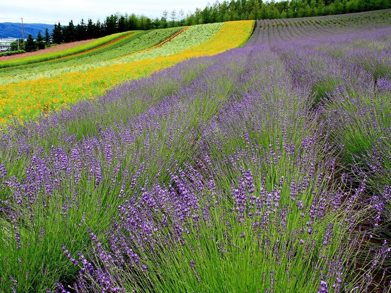 Lavender Fields on Hillside