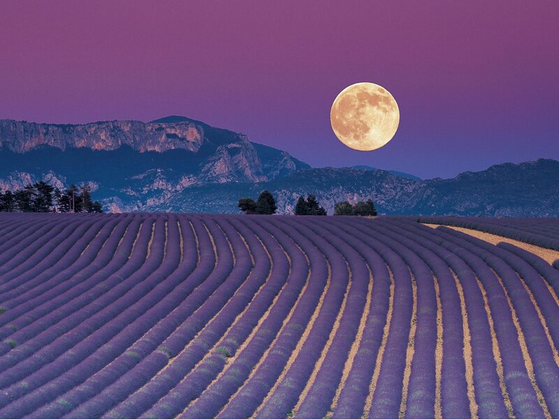 Lavender fields under a full moon