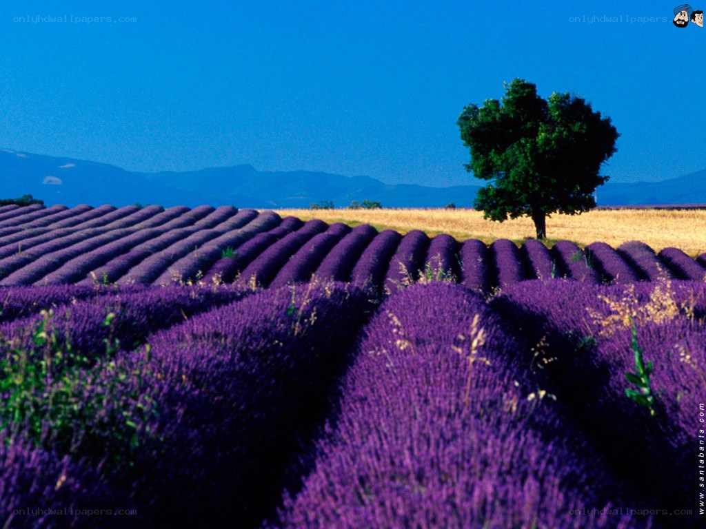 Lavender fields under blue sky