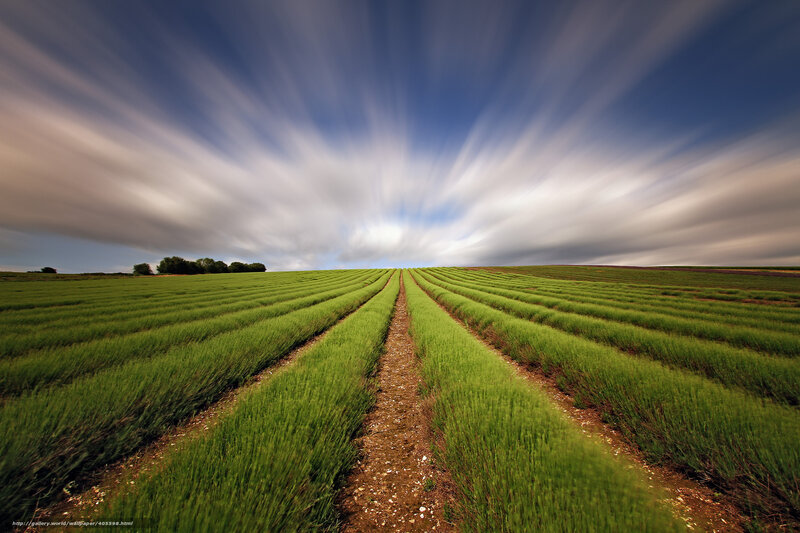 Lavender fields under moving sky