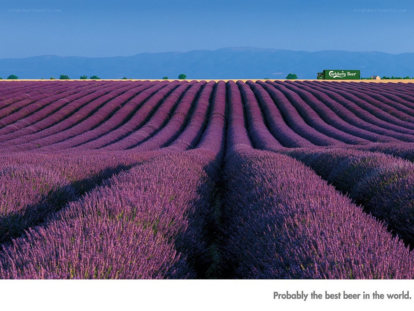 Lavender fields with beer ad