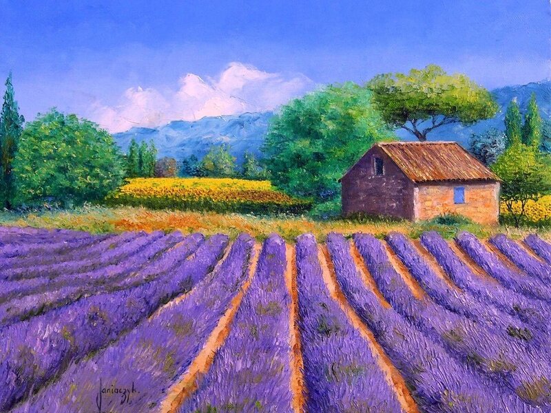 Lavender fields with cottage