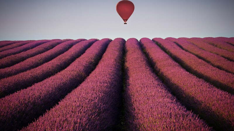 Lavender fields with hot air balloon
