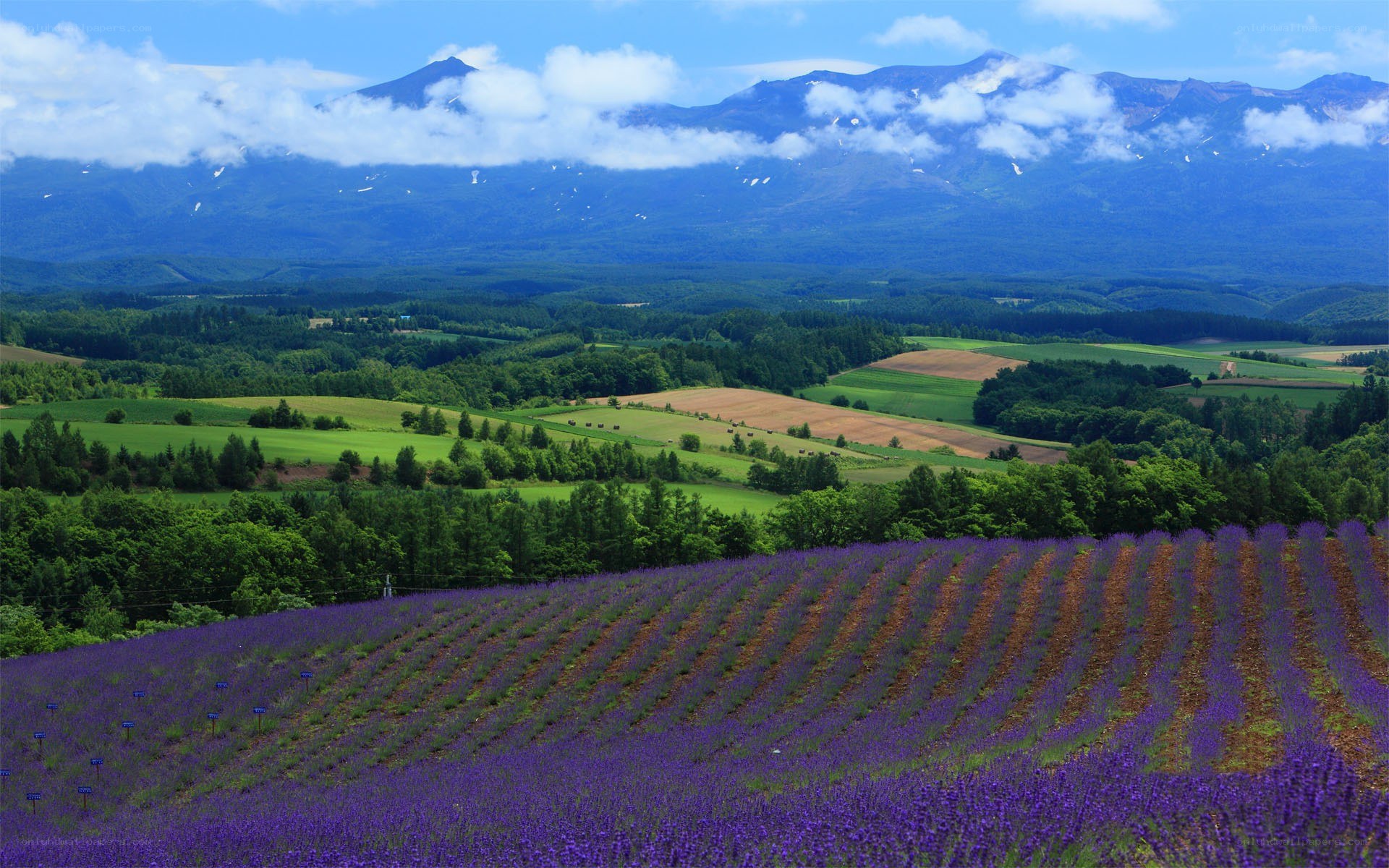 Lavender fields with mountain backdrop