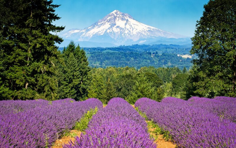 Lavender Fields with Mountain — Purple