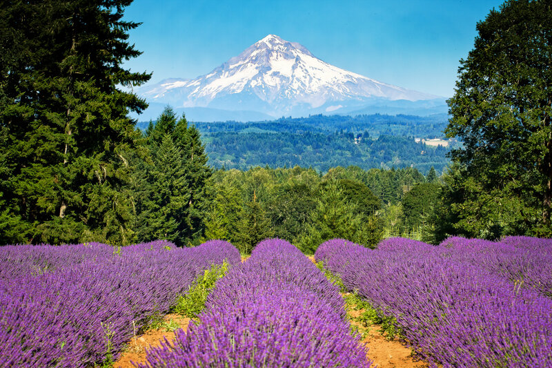 Lavender Fields with Mountain
