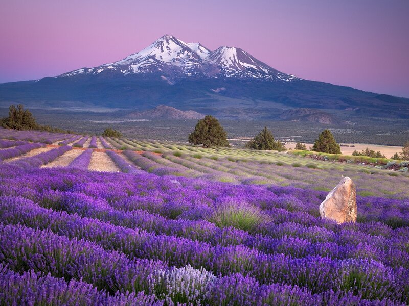Lavender fields with mountain view