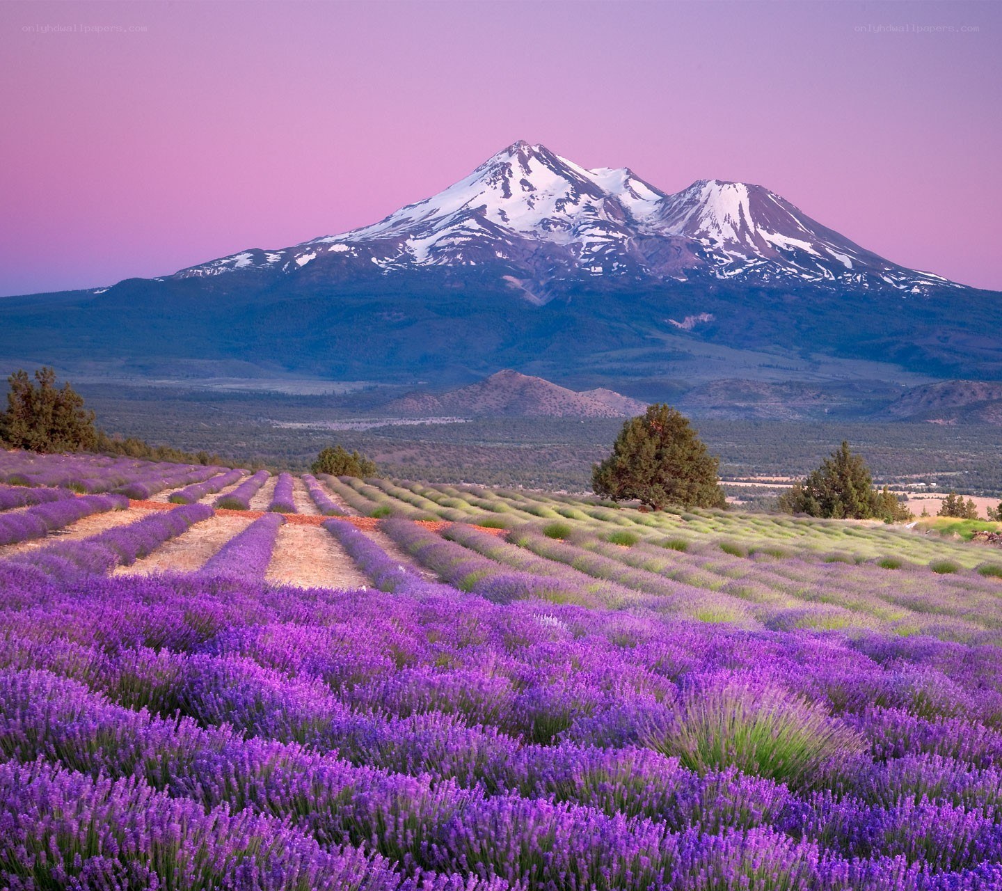 Lavender fields with mountain view
