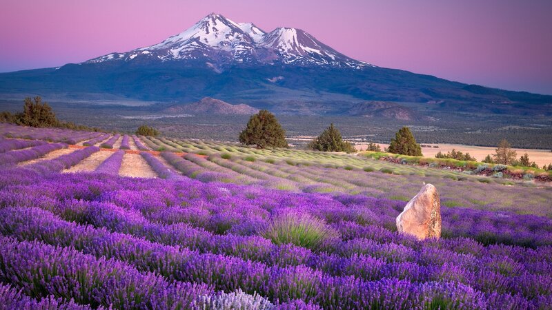 Lavender fields with mountain view