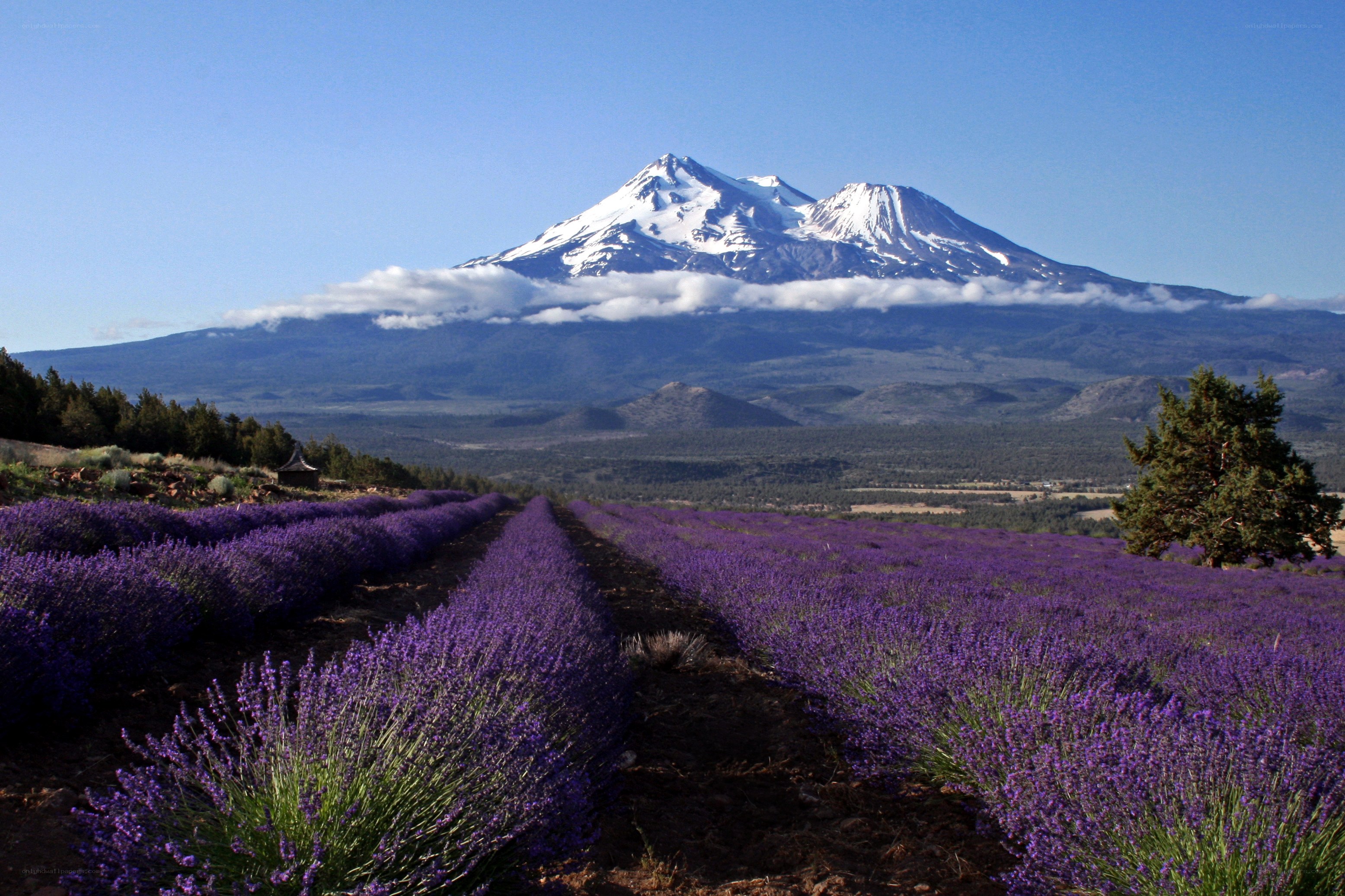 Lavender fields with mountain view