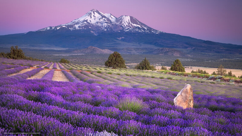 Lavender fields with mountain view