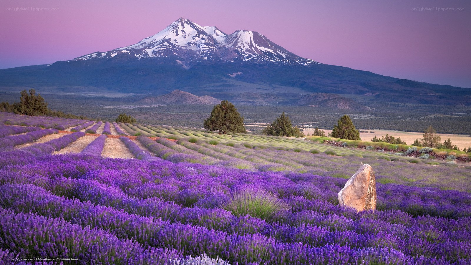 Lavender fields with mountain view