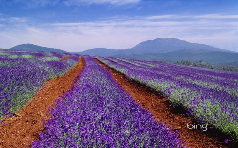 Lavender fields with mountains