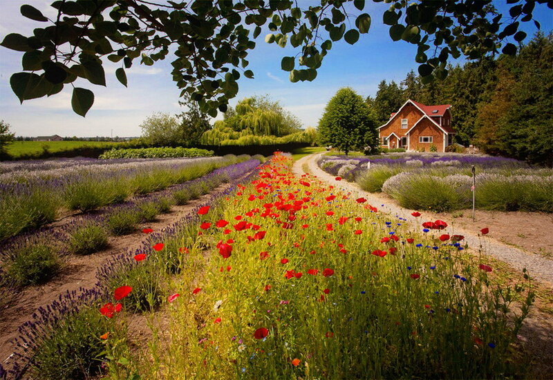 Lavender Fields with Poppies