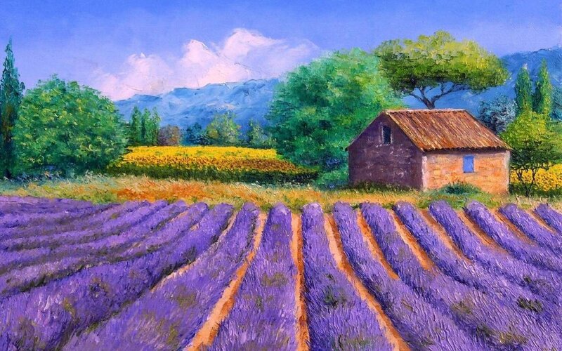 Lavender Fields with Shed
