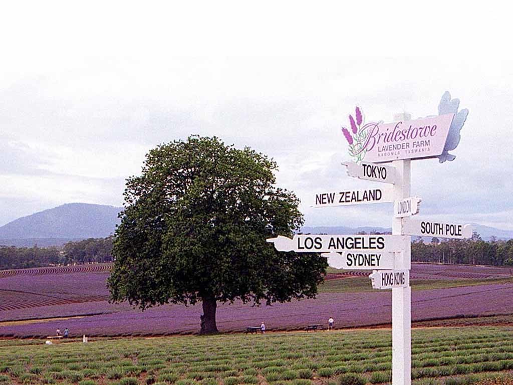 Lavender fields with signpost
