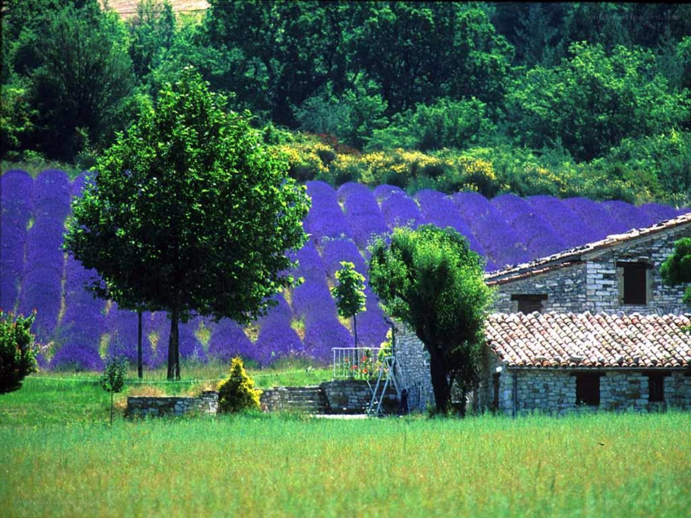 Lavender fields with stone house