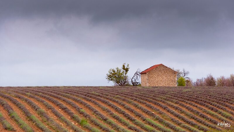 Lavender fields with stone hut