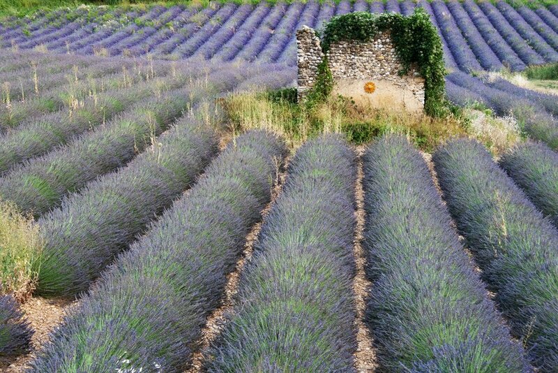 Lavender fields with stone wall