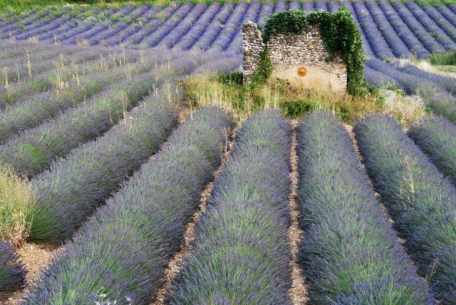 Lavender fields with stone wall