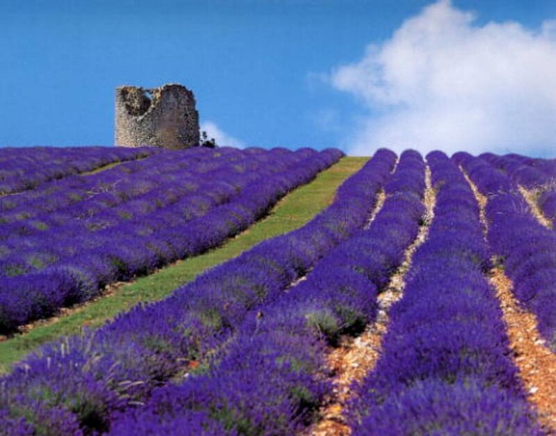 Lavender Fields with Tower