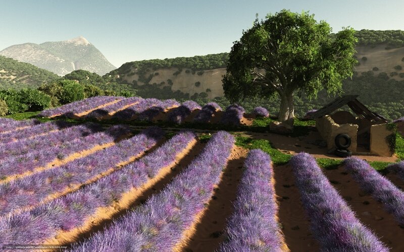 Lavender fields with tree
