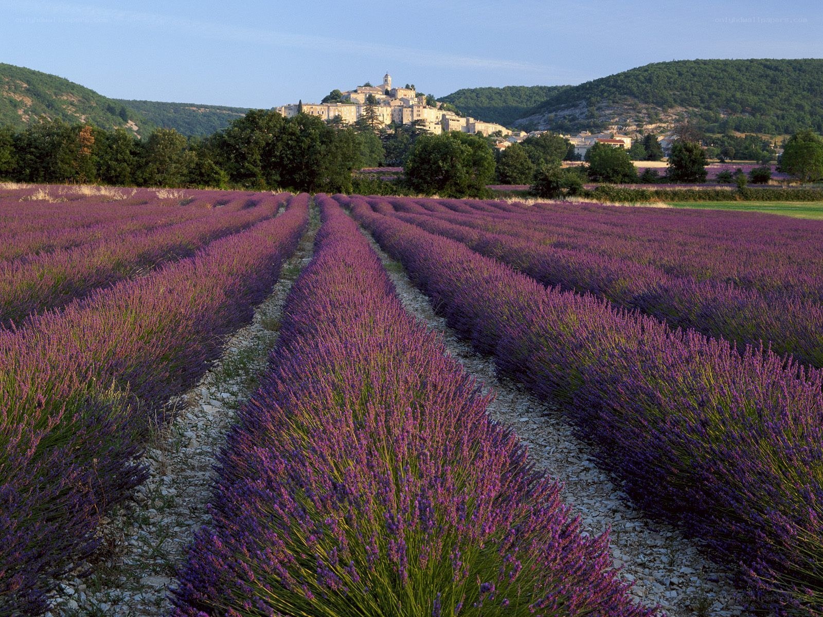Lavender fields with village view